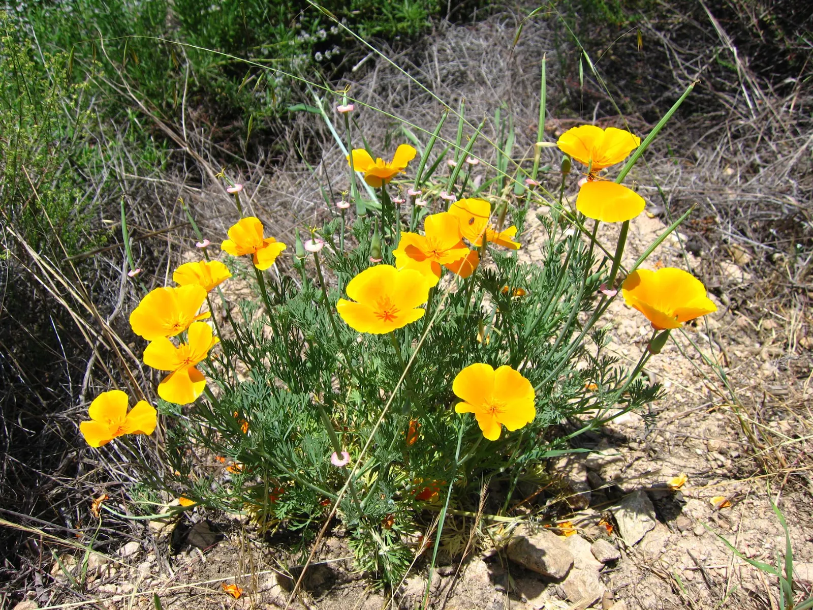 Mexican Gold Poppy (Eschscholzia Mexicana) — Prefers well-draining soil; the flower's showy cups are approximately 2 inches across, image 118