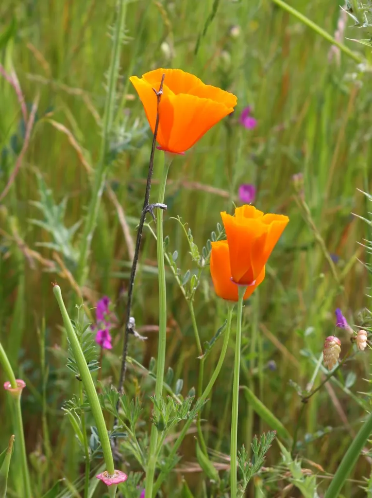 Mexican Gold Poppy (Eschscholzia Mexicana) — Flourishing in full sun, it grows 8-12 inches tall and spreads up to 12 inches wide
