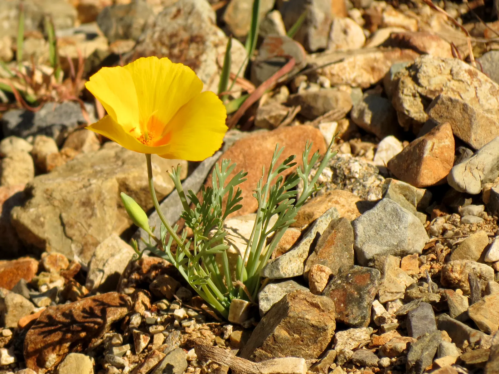 Mexican Gold Poppy (Eschscholzia Mexicana) — annual for full; contributing to the local ecosystem, image 140