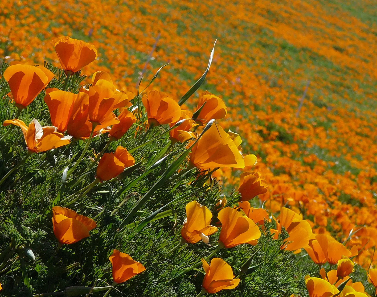 Mexican Gold Poppy (Eschscholzia Mexicana) — Flourishing in full sun, it grows 8-12 inches tall and spreads up to 12 inches wide; the flower's, image 198
