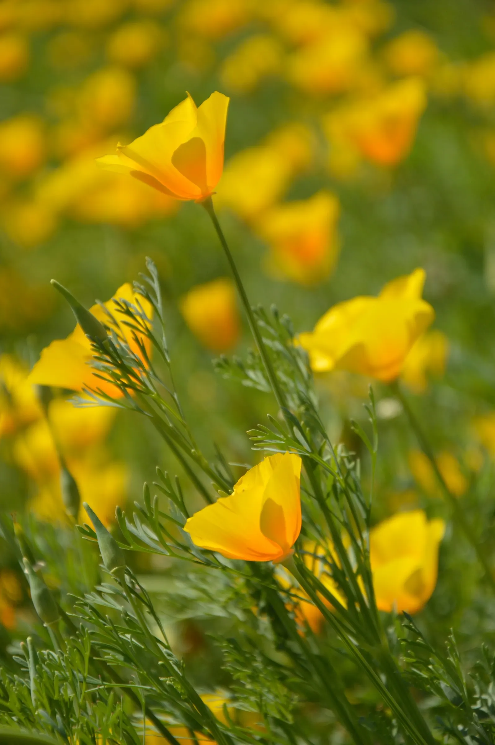 Mexican Gold Poppy (Eschscholzia Mexicana) — stagger the seed sowing from fall to early spring; adding a splash of color in late winter to spring, image 133