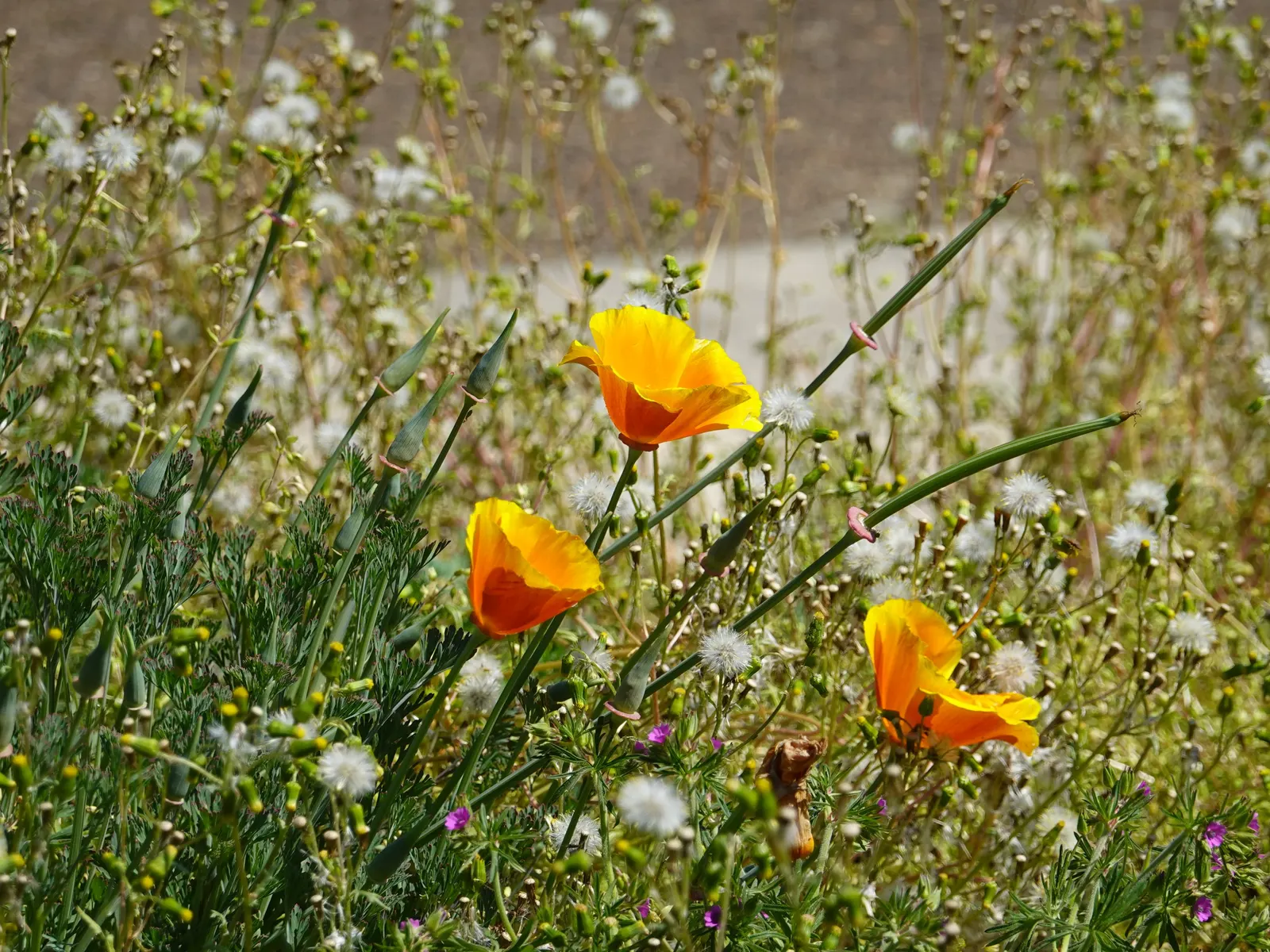 Mexican Gold Poppy (Eschscholzia Mexicana) — For extended displays of color; contributing to the local ecosystem, image 132