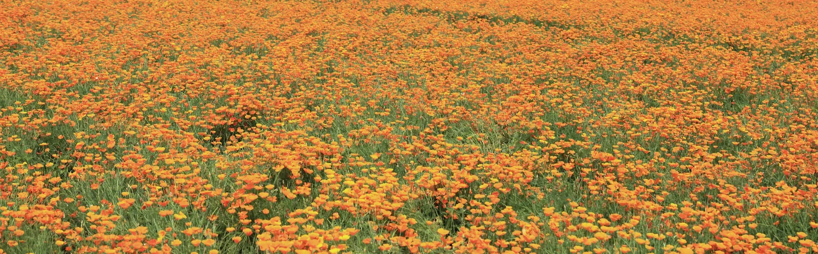 Mexican Gold Poppy (Eschscholzia Mexicana) — with a pH ranging from slightly acidic to neutral; presents a soft texture that complements the bold, image 159