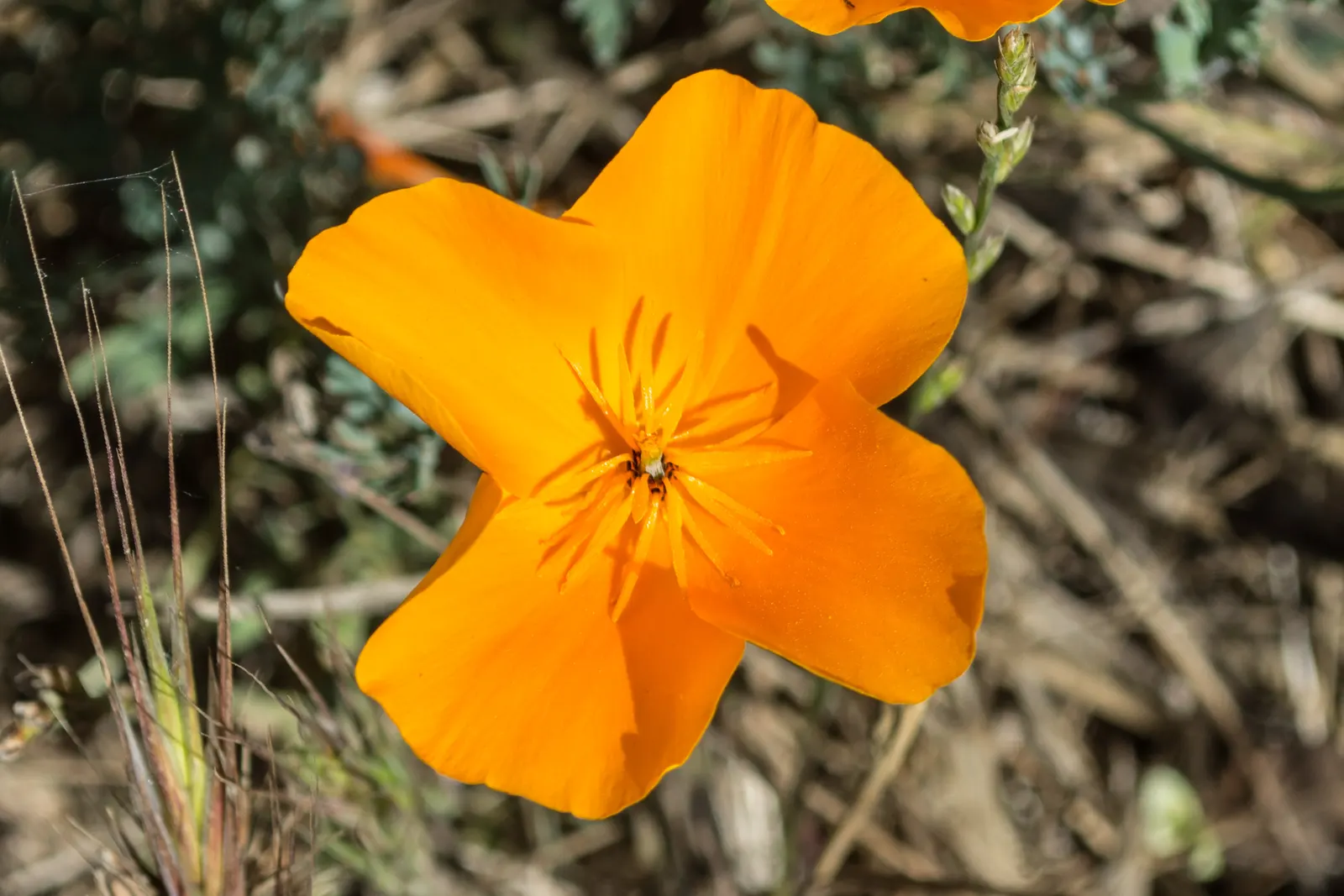 Mexican Gold Poppy (Eschscholzia Mexicana) — with a pH ranging from slightly acidic to neutral; presents a soft texture that complements the bold, image 215