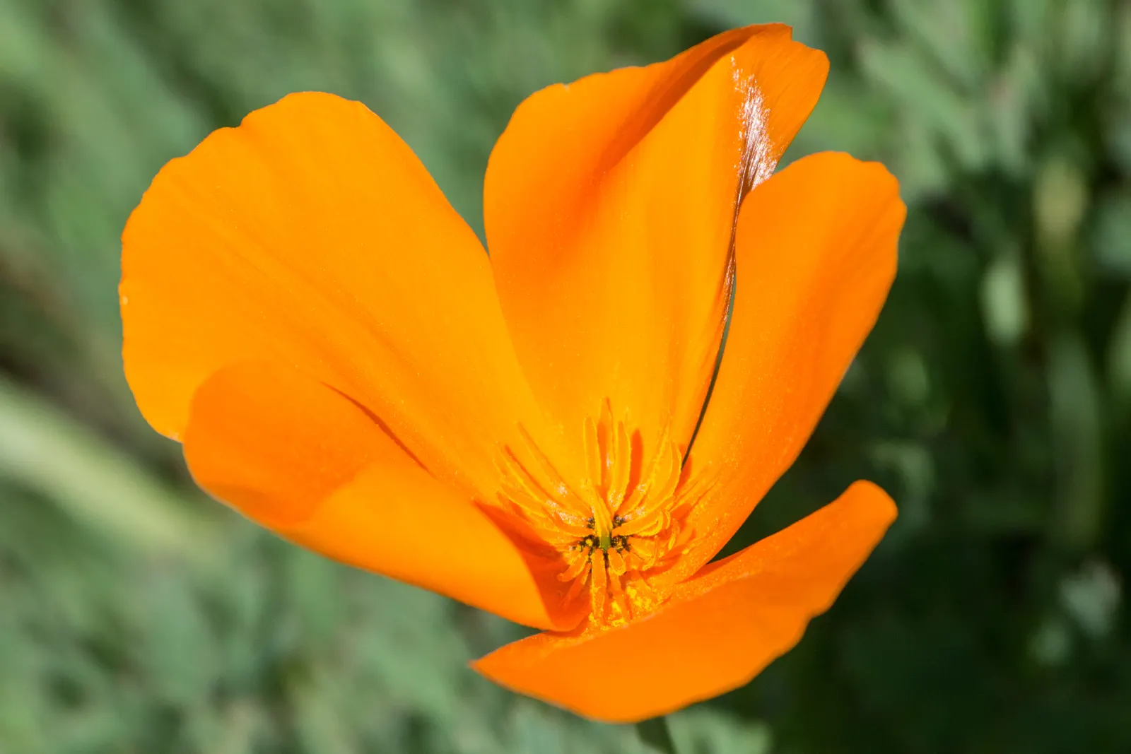 Mexican Gold Poppy (Eschscholzia Mexicana) — this poppy thrives in USDA Hardiness Zones 8 through 10; adding a splash of color in late winter to, image 121