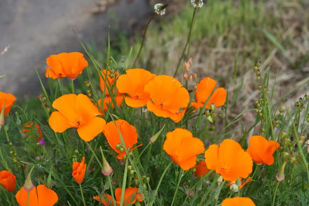 Mexican Gold Poppy (Eschscholzia Mexicana) — Flourishing in full sun, it grows 8-12 inches tall and spreads up to 12 inches wide; the flower's, image 58