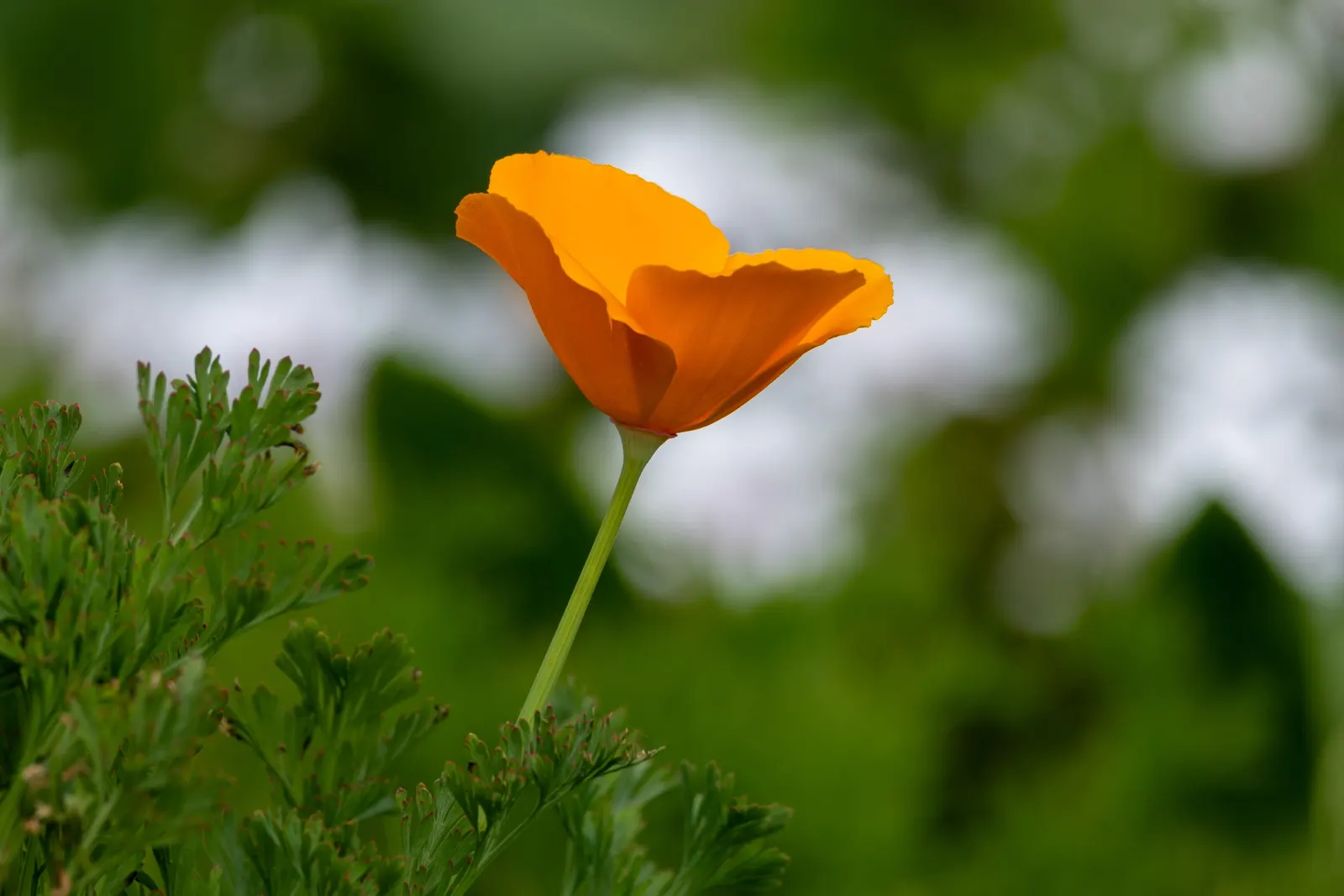 Mexican Gold Poppy (Eschscholzia Mexicana) — and serve as a food source for desert fauna; contributing to the local ecosystem, image 108