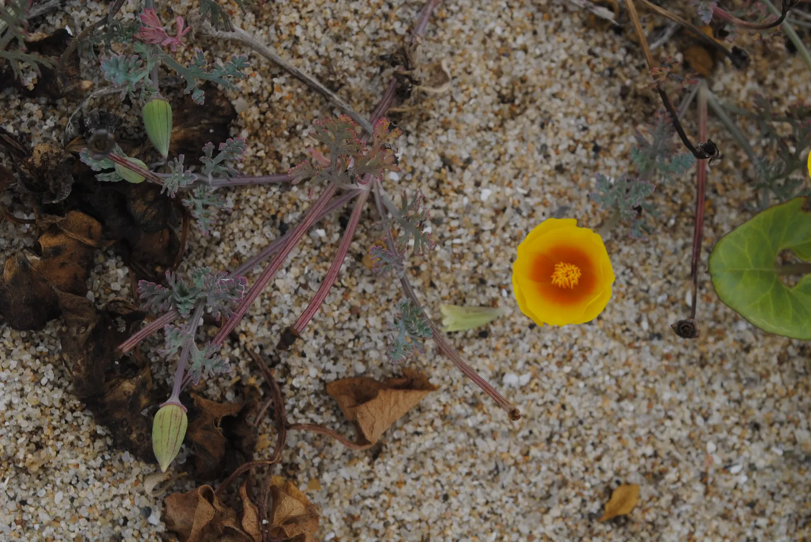 Mexican Gold Poppy (Eschscholzia Mexicana) — presents a soft texture that complements the bold flowers; the flower's showy cups are approximately 2, image 214