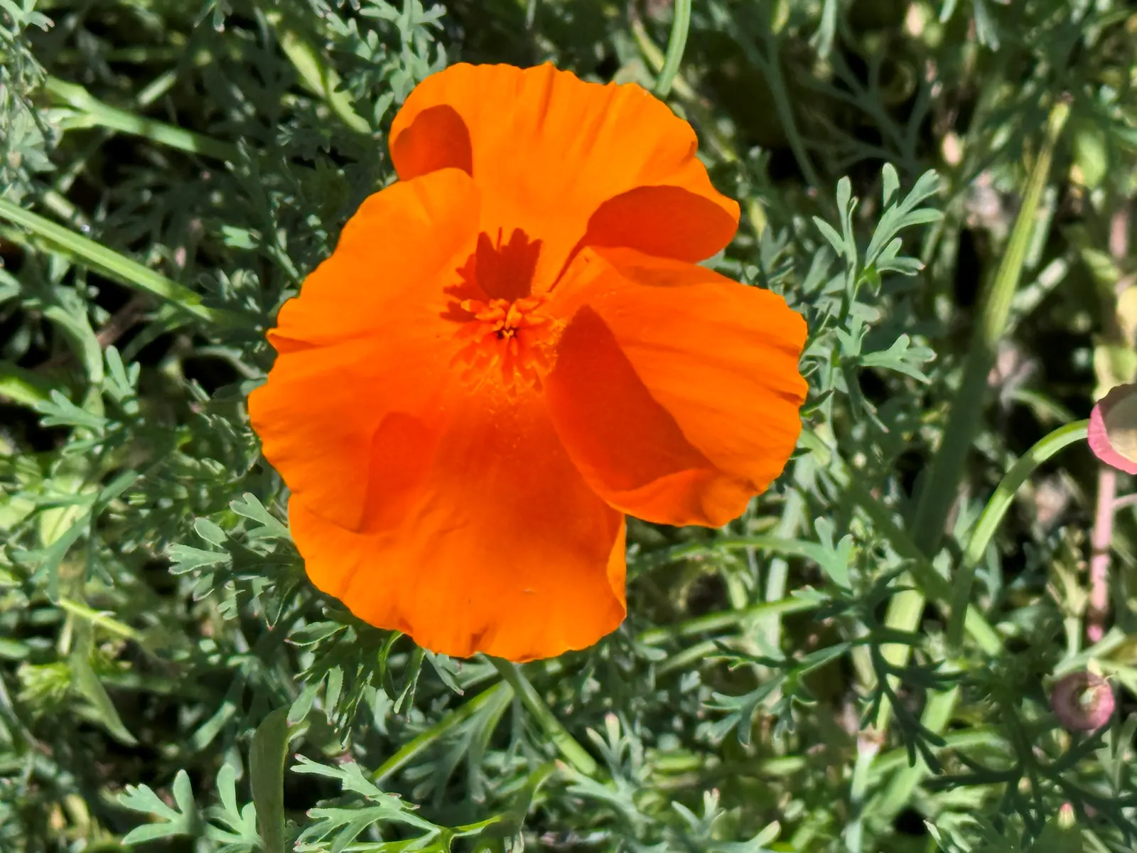 Mexican Gold Poppy (Eschscholzia Mexicana) — stagger the seed sowing from fall to early spring