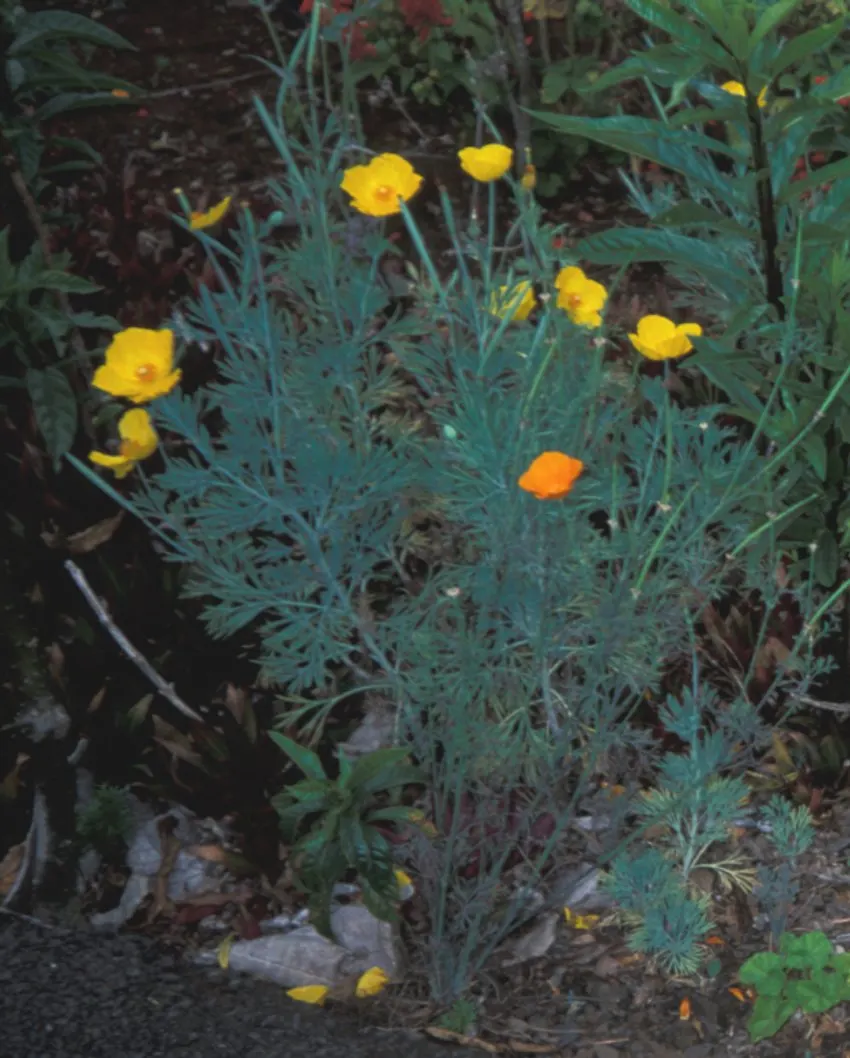 Mexican Gold Poppy (Eschscholzia Mexicana) — Flourishing in full sun, it grows 8-12 inches tall and spreads up to 12 inches wide; the flower's, image 170