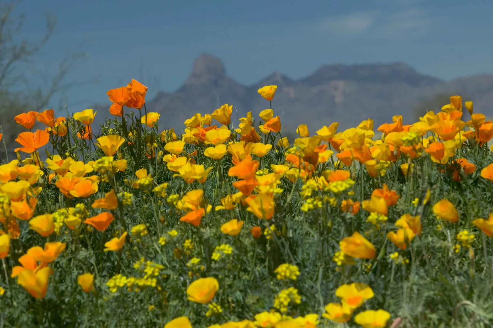 Mexican Gold Poppy (Eschscholzia Mexicana) — For extended displays of color; contributing to the local ecosystem, image 104