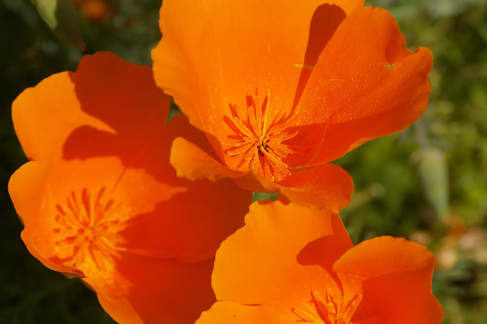 Mexican Gold Poppy (Eschscholzia Mexicana) — They also attract pollinators such as bees; presents a soft texture that complements the bold flowers, image 79