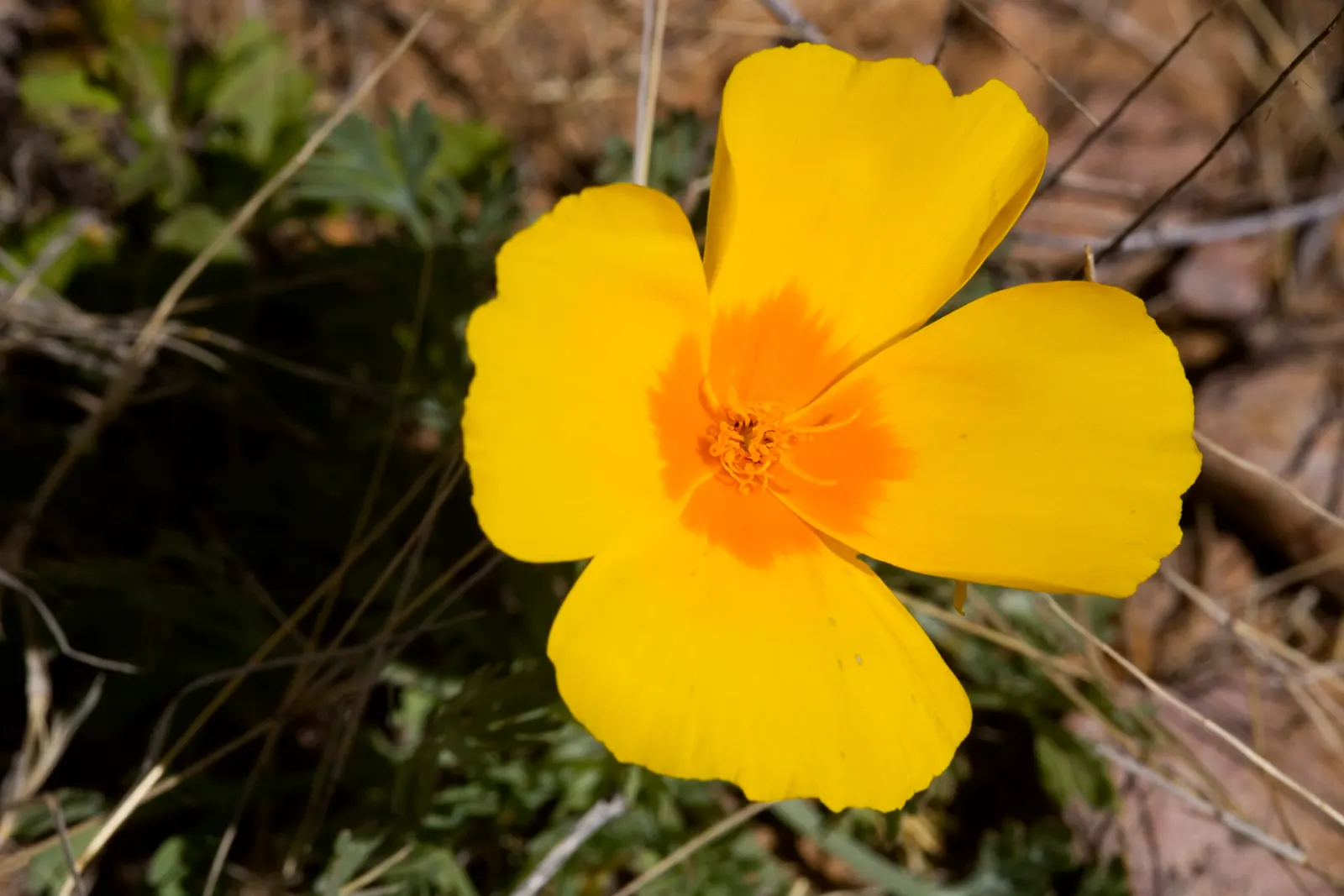 Mexican Gold Poppy (Eschscholzia Mexicana) — For extended displays of color; contributing to the local ecosystem, image 216