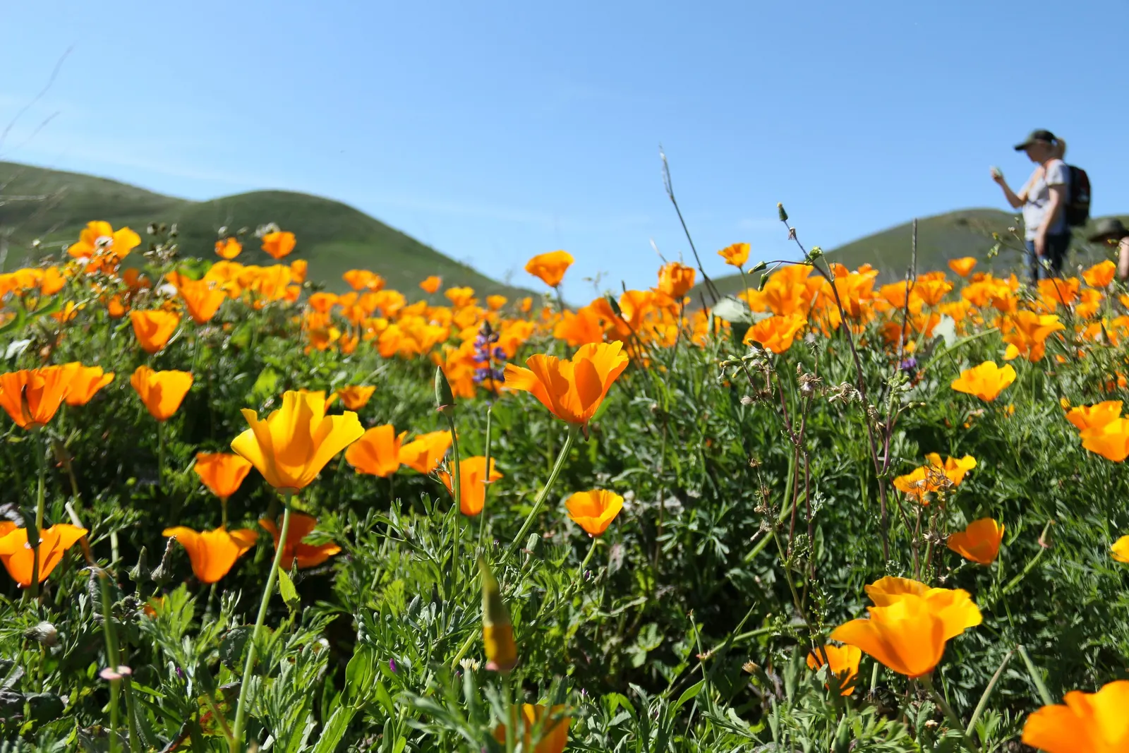 Mexican Gold Poppy (Eschscholzia Mexicana) — adding a splash of color in late winter to spring; contributing to the local ecosystem, image 88