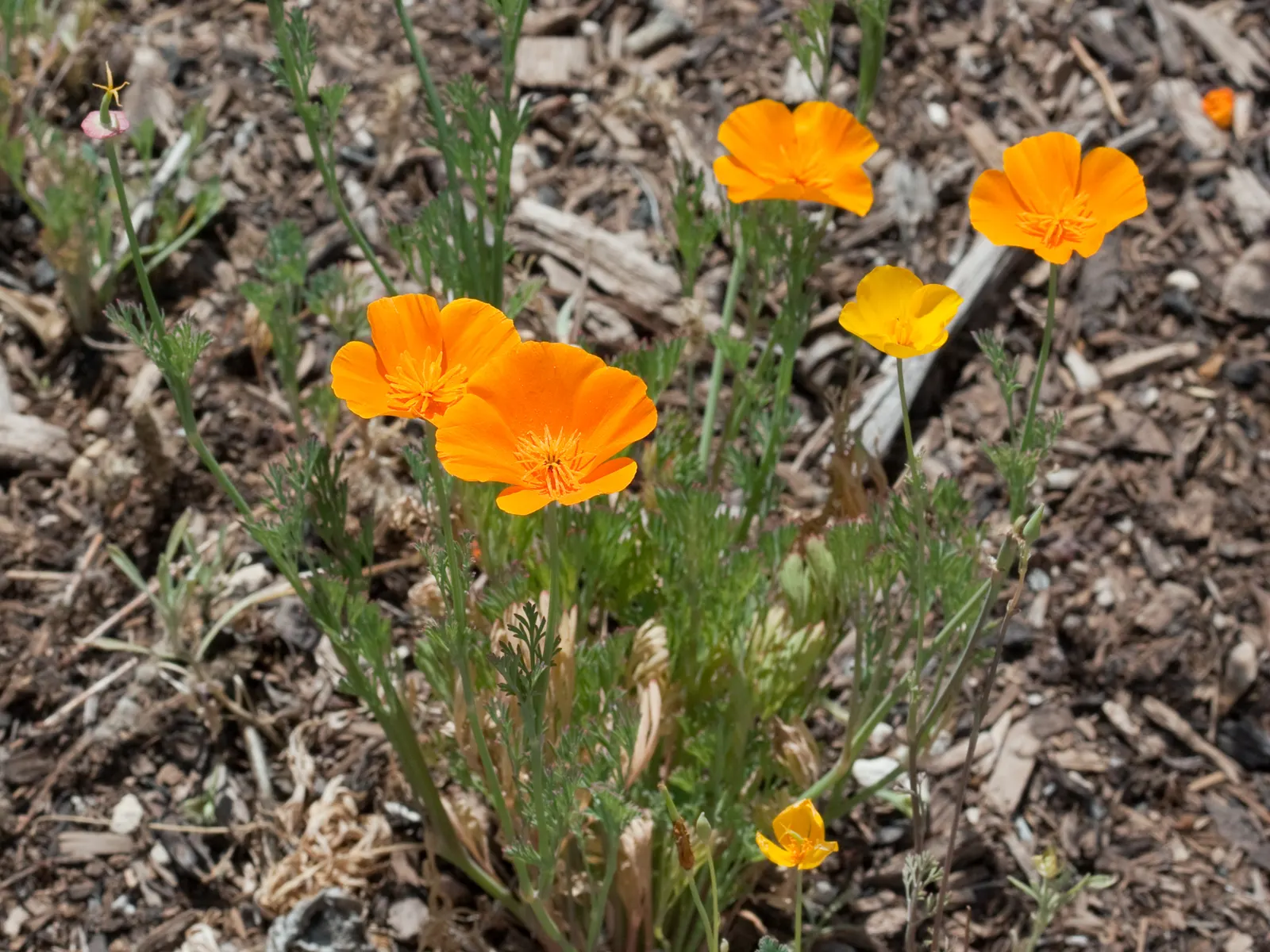 Mexican Gold Poppy (Eschscholzia Mexicana) — annual for full; contributing to the local ecosystem