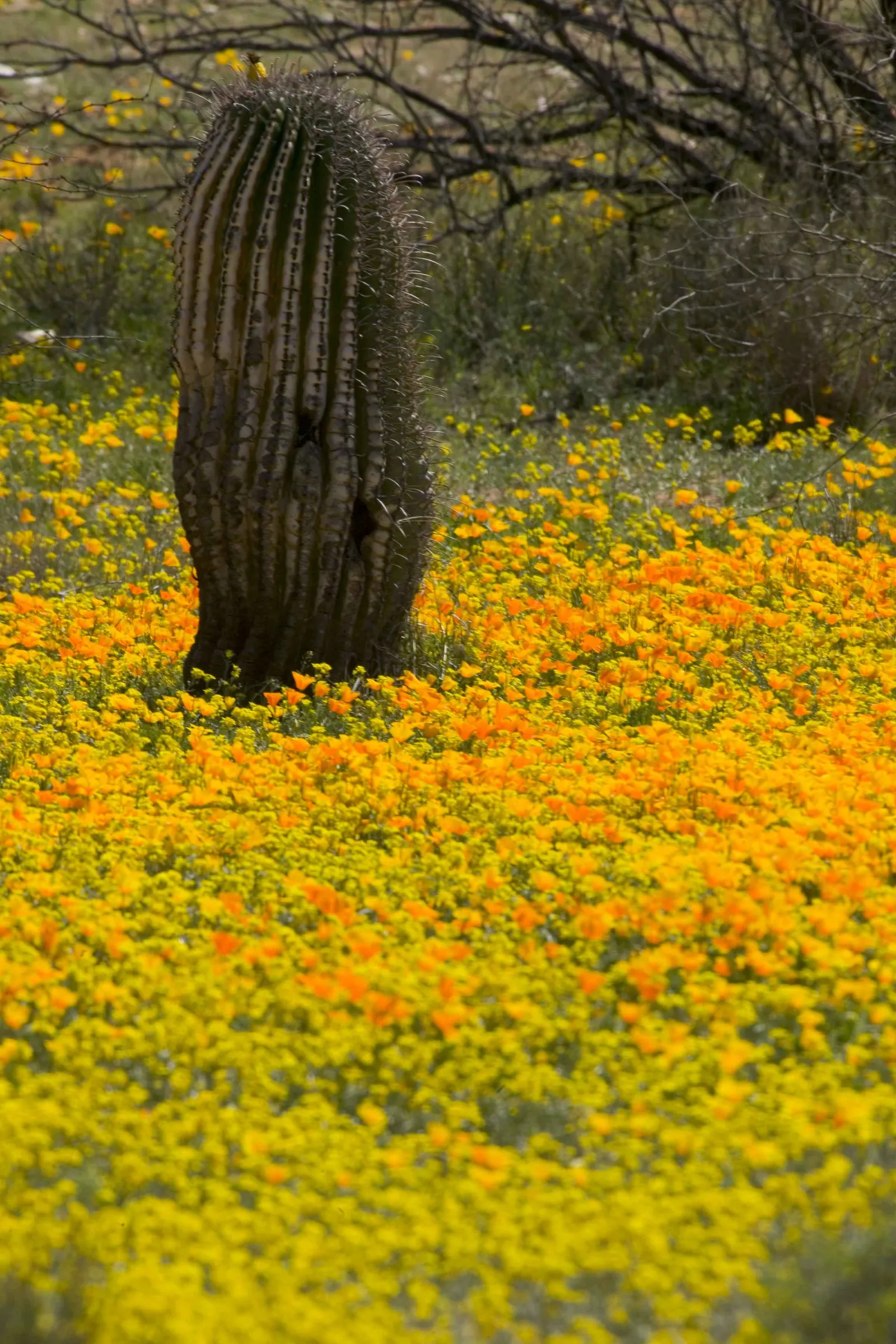 Mexican Gold Poppy (Eschscholzia Mexicana) — finely dissected and fern-like; adding a splash of color in late winter to spring, image 157