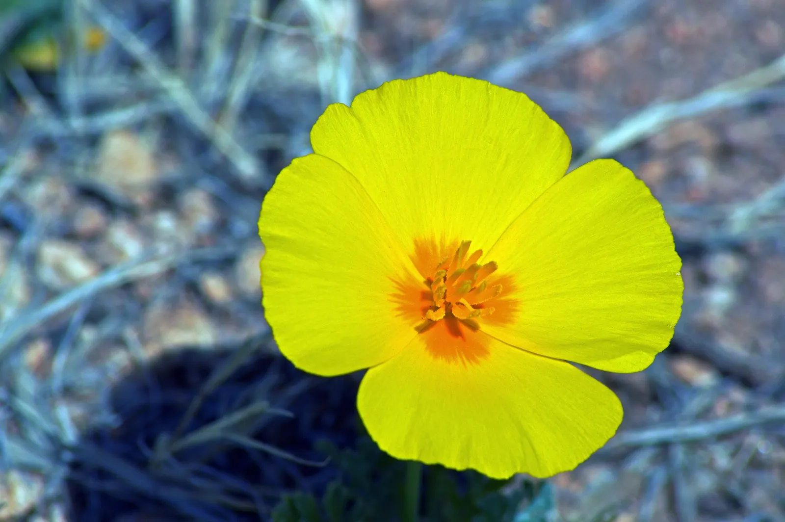 Mexican Gold Poppy (Eschscholzia Mexicana) — The Mexican Gold Poppy, or Eschscholzia mexicana, is a vibrant annual with golden-yellow blooms