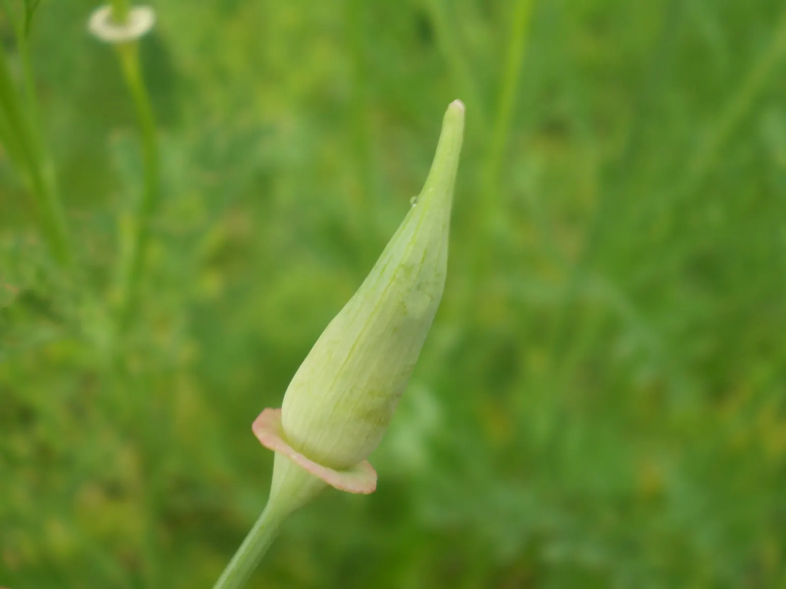 Mexican Gold Poppy (Eschscholzia Mexicana) — gracefully poised atop slender; contributing to the local ecosystem, image 180