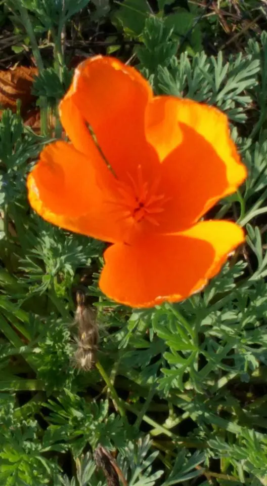 Mexican Gold Poppy (Eschscholzia Mexicana) — presents a soft texture that complements the bold flowers; the flower's showy cups are approximately 2, image 186