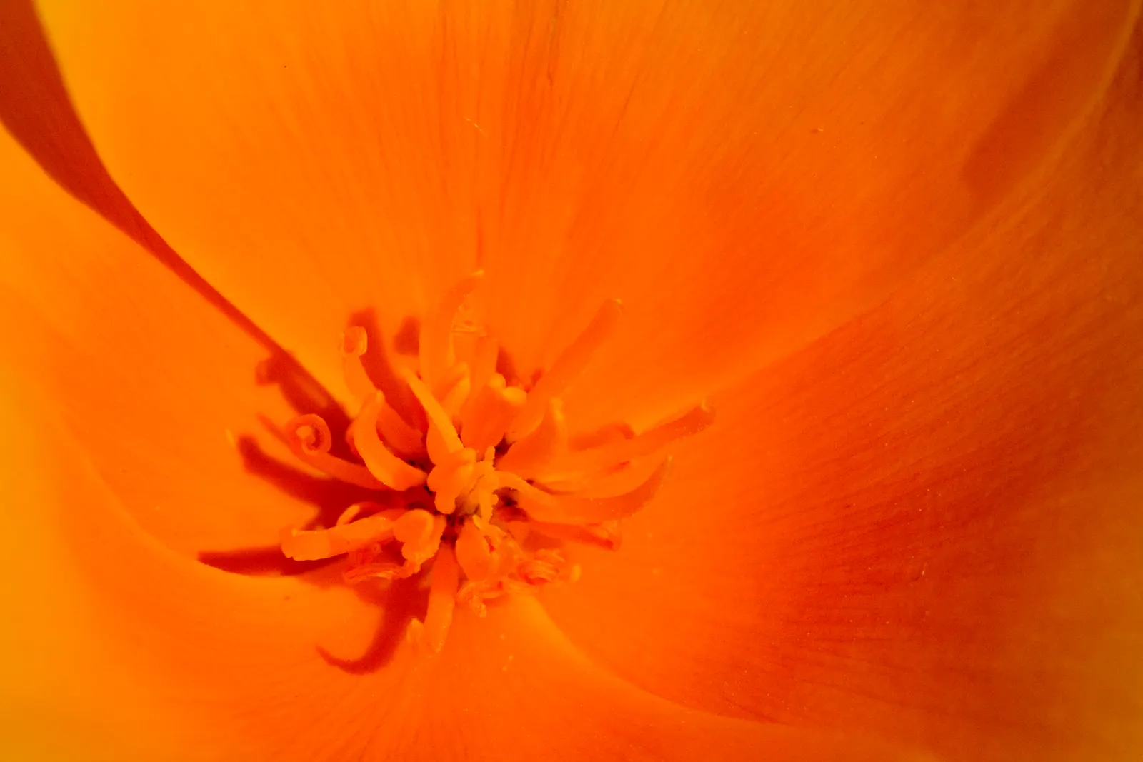Mexican Gold Poppy (Eschscholzia Mexicana) — Thrives in USDA Zones 7-10; adding a splash of color in late winter to spring, image 117