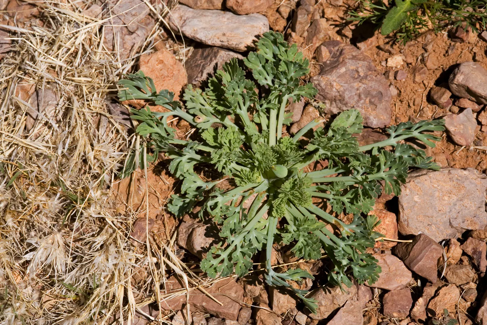 Mexican Gold Poppy (Eschscholzia Mexicana) — Their low water needs make them an excellent choice for xeriscaping; contributing to the local ecosystem