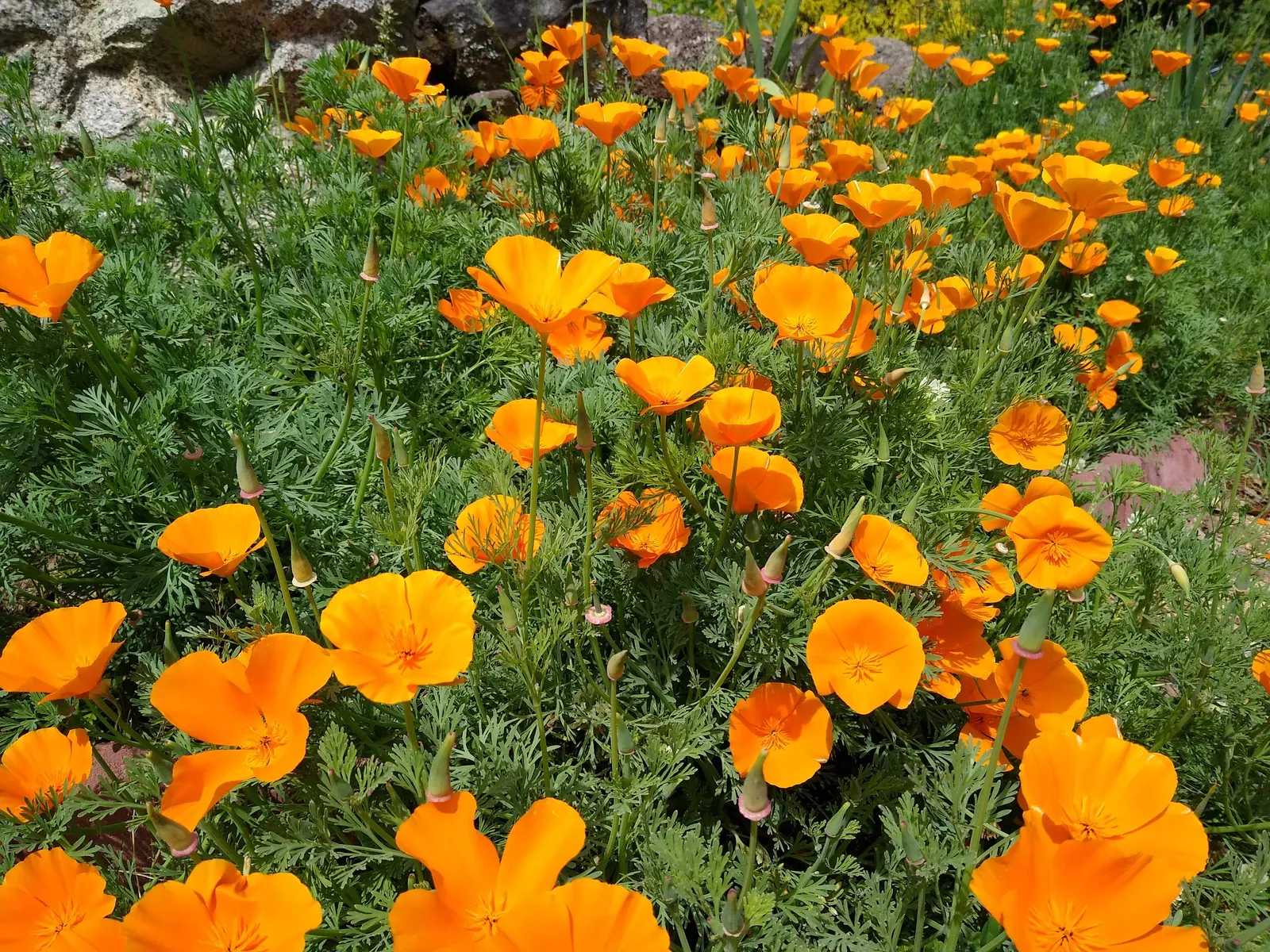Mexican Gold Poppy (Eschscholzia Mexicana) — Thrives in USDA Zones 7-10; adding a splash of color in late winter to spring, image 145