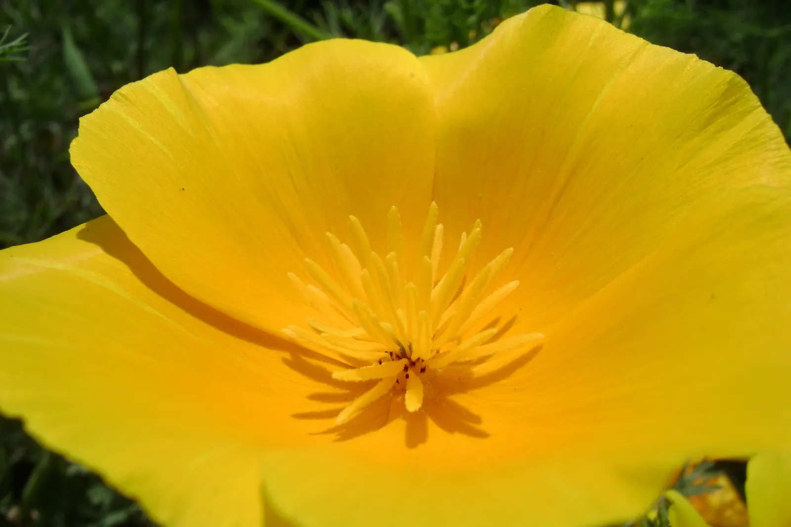Mexican Gold Poppy (Eschscholzia Mexicana) — as they are remarkably tolerant of arid conditions; the flower's showy cups are approximately 2 inches, image 210