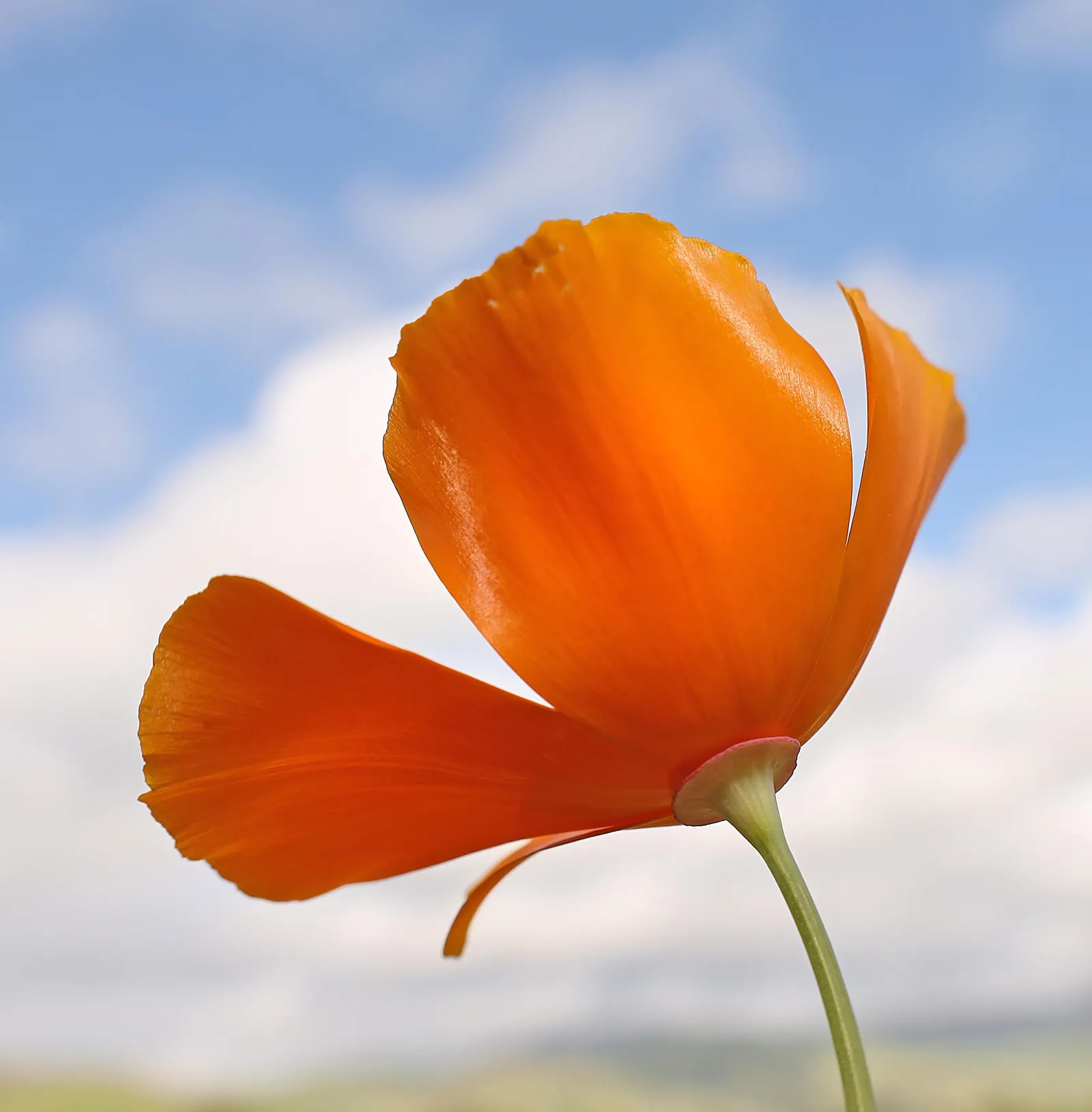 Mexican Gold Poppy (Eschscholzia Mexicana) — glaucous green stems that reach heights between 8 and 18 inches