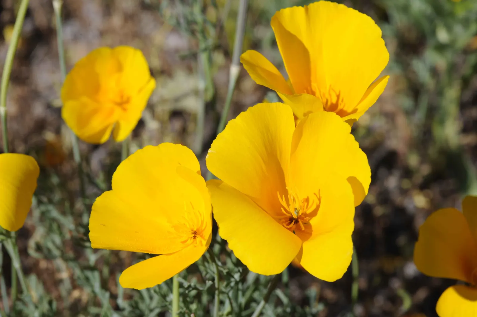 Mexican Gold Poppy (Eschscholzia Mexicana) — and serve as a food source for desert fauna; contributing to the local ecosystem, image 80