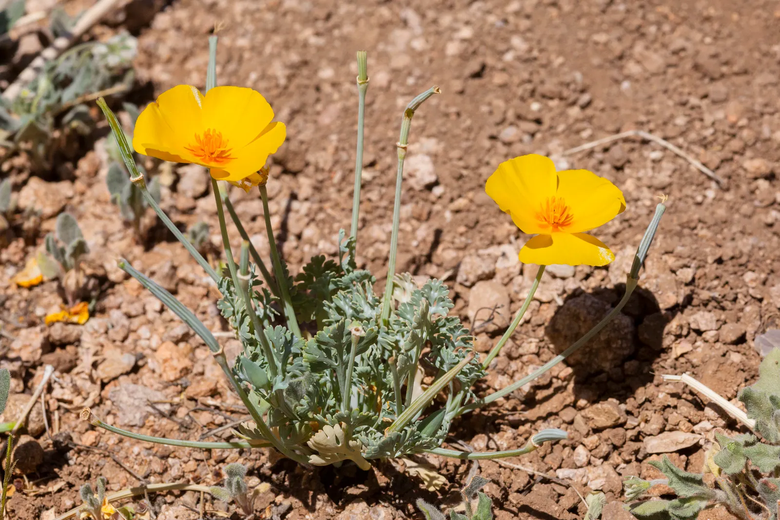Mexican Gold Poppy (Eschscholzia Mexicana) — stagger the seed sowing from fall to early spring; adding a splash of color in late winter to spring