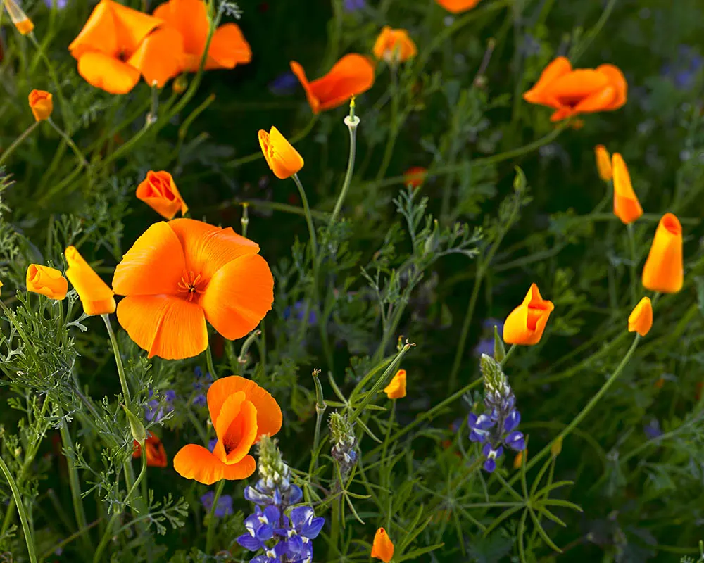 Mexican Gold Poppy (Eschscholzia Mexicana) — requiring minimal water once established; presents a soft texture that complements the bold flowers, image 127
