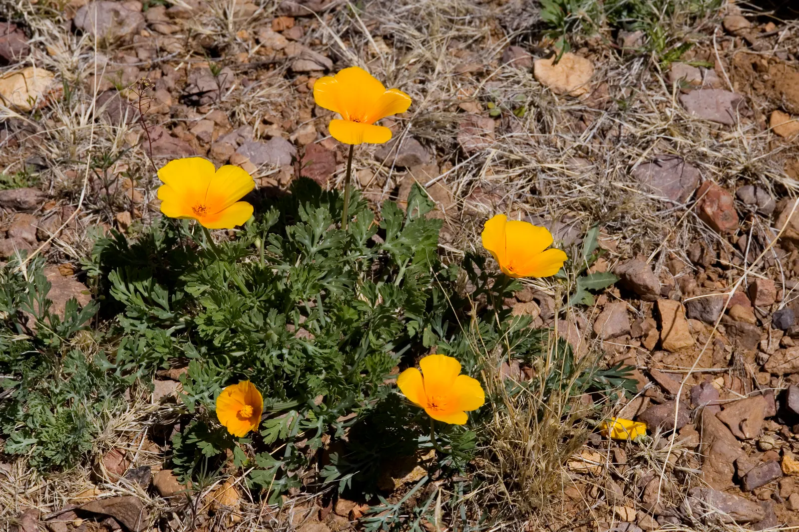 Mexican Gold Poppy (Eschscholzia Mexicana) — Prefers well-draining soil; the flower's showy cups are approximately 2 inches across, image 202