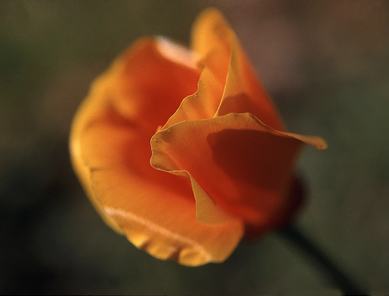Mexican Gold Poppy (Eschscholzia Mexicana) — requiring minimal water once established; presents a soft texture that complements the bold flowers, image 99