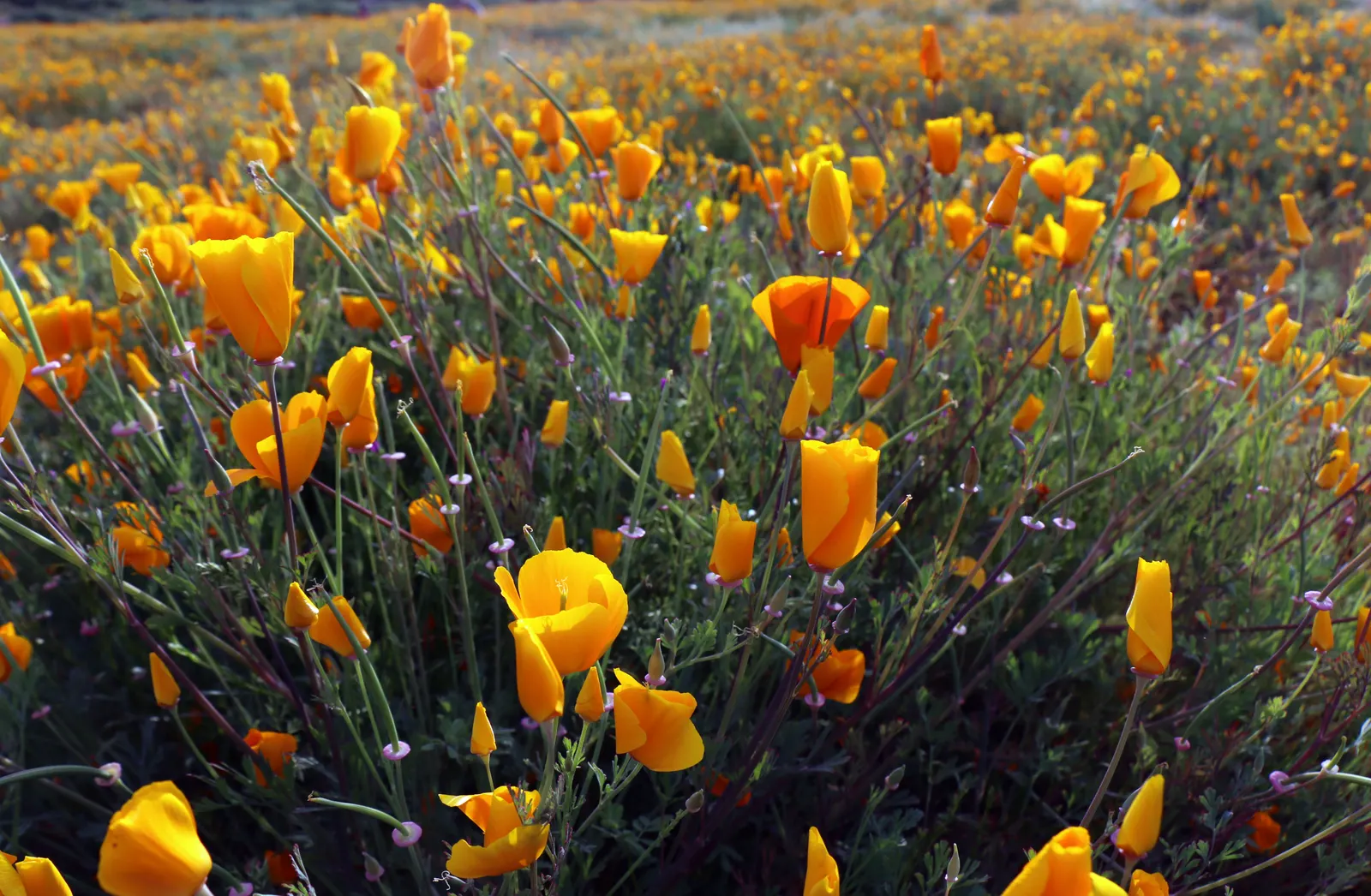 Mexican Gold Poppy (Eschscholzia Mexicana) — and serve as a food source for desert fauna; contributing to the local ecosystem, image 192