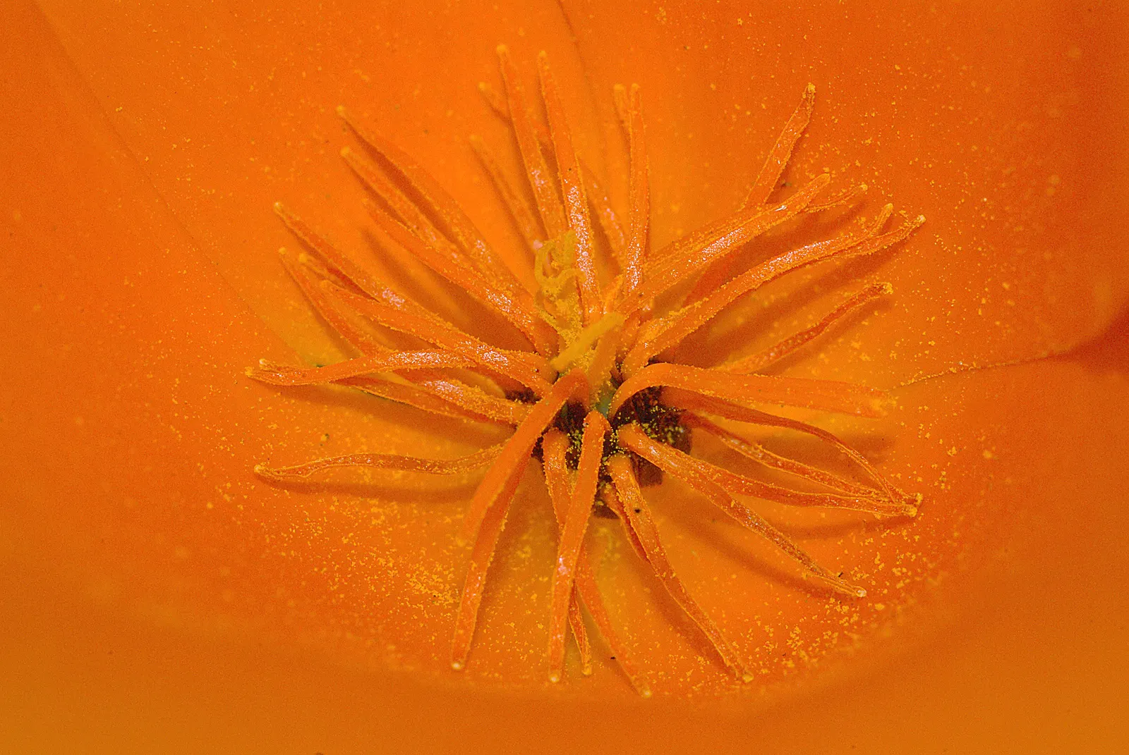 Mexican Gold Poppy (Eschscholzia Mexicana) — adding a splash of color in late winter to spring; contributing to the local ecosystem, image 60
