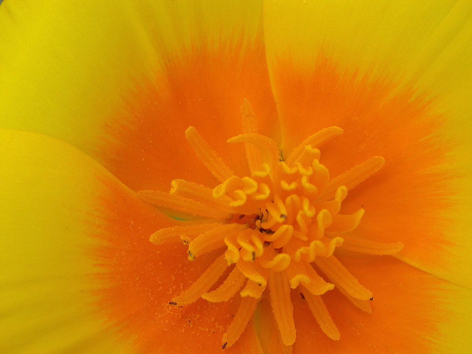 Mexican Gold Poppy (Eschscholzia Mexicana) — finely dissected and fern-like; adding a splash of color in late winter to spring