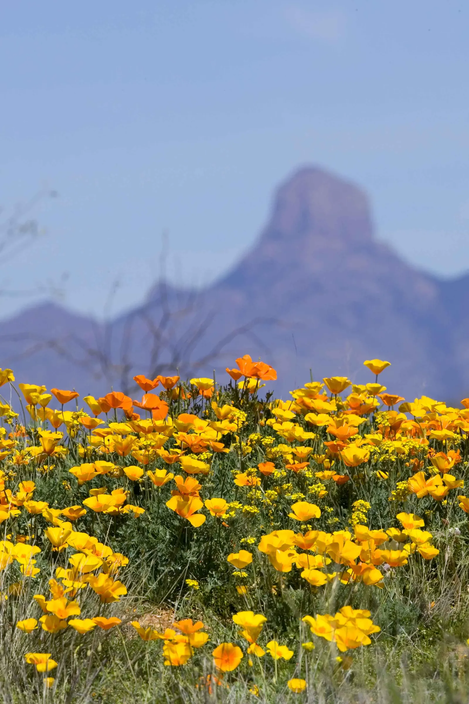 Mexican Gold Poppy (Eschscholzia Mexicana) — Thrives in USDA Zones 7-10; adding a splash of color in late winter to spring, image 201