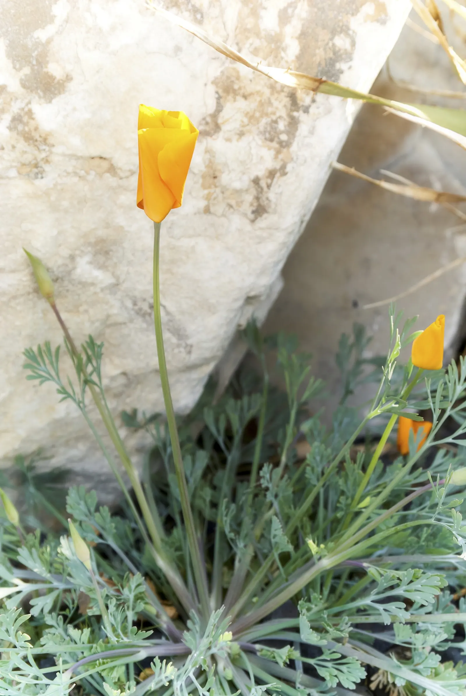 Mexican Gold Poppy (Eschscholzia Mexicana) — This drought-tolerant wildflower is excellent for low-water landscapes; presents a soft texture that complements
