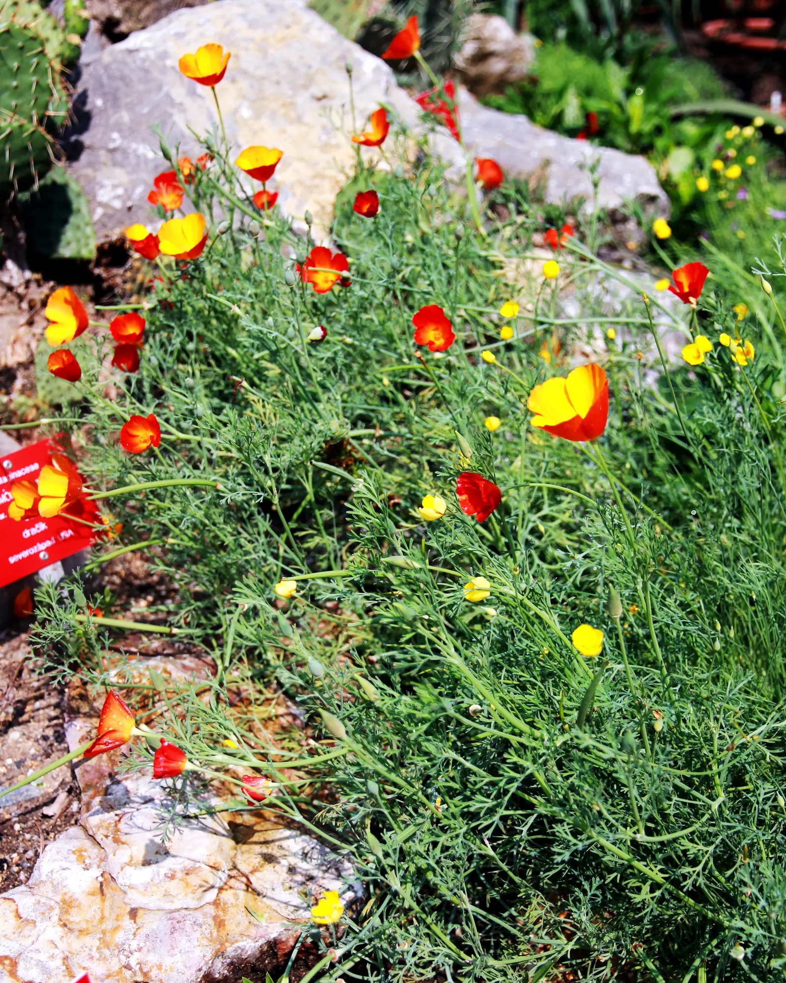 Mexican Gold Poppy (Eschscholzia Mexicana) — preferring full sun exposure for optimal bloom; the flower's showy cups are approximately 2 inches, image 150