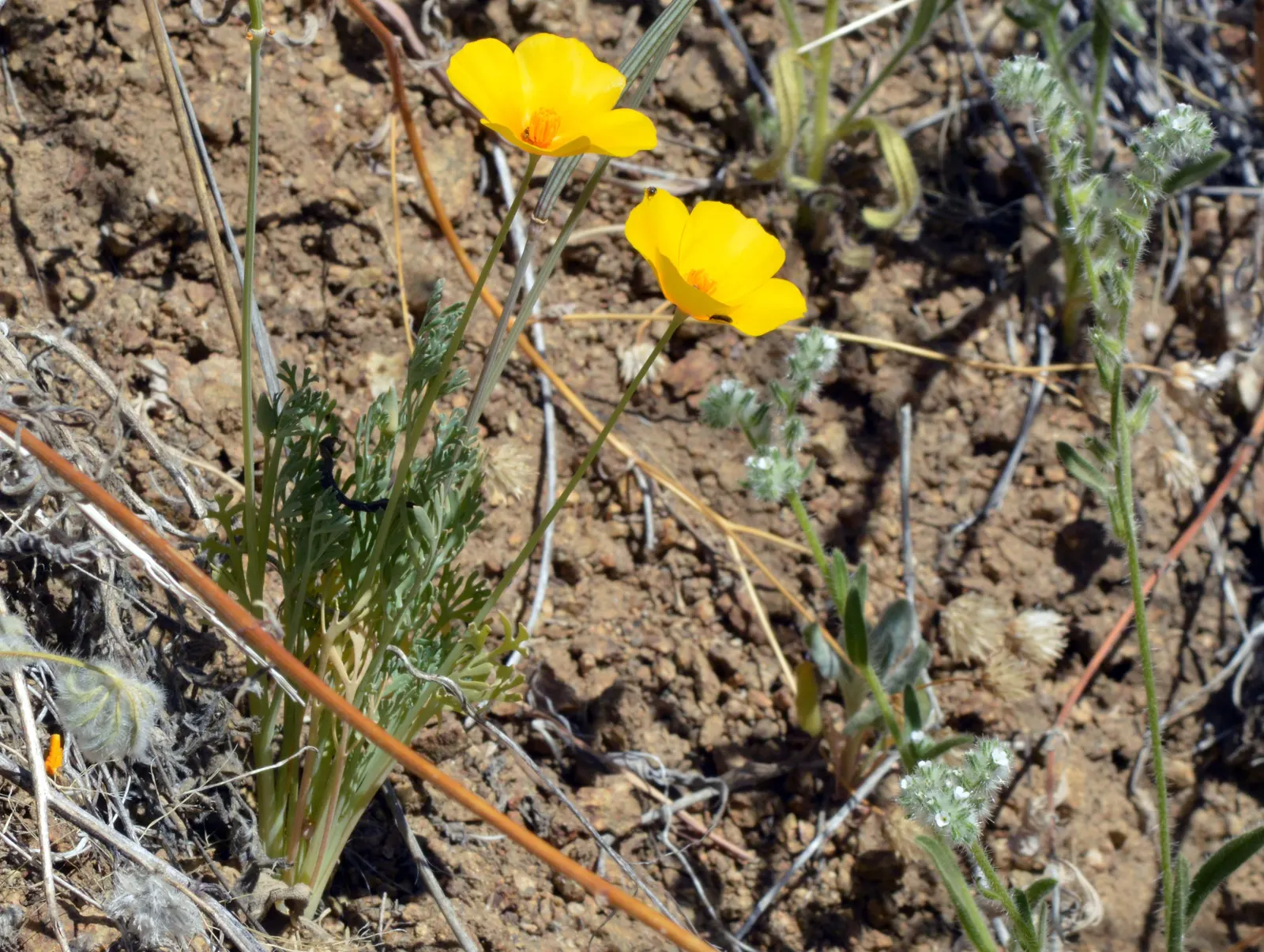 Mexican Gold Poppy (Eschscholzia Mexicana) — and serve as a food source for desert fauna