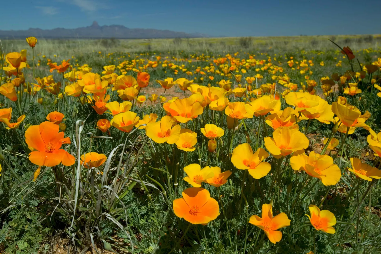 Mexican Gold Poppy (Eschscholzia Mexicana) — and serve as a food source for desert fauna; contributing to the local ecosystem, image 164