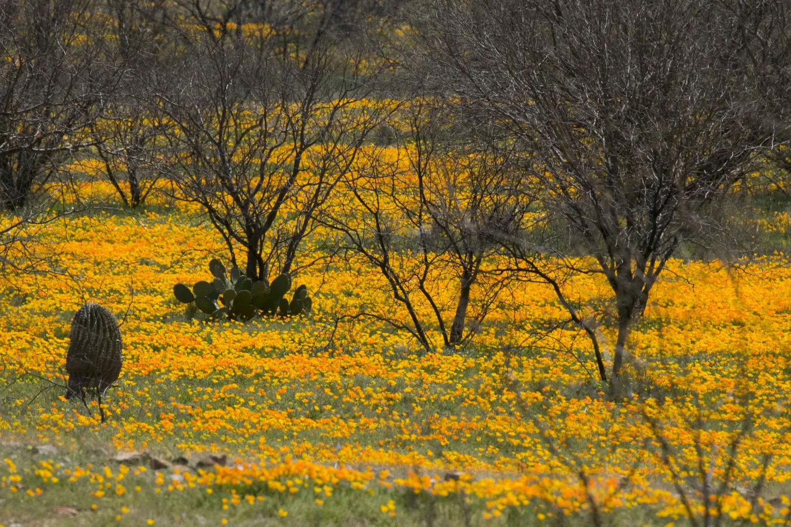 Mexican Gold Poppy (Eschscholzia Mexicana) — stagger the seed sowing from fall to early spring; adding a splash of color in late winter to spring, image 189