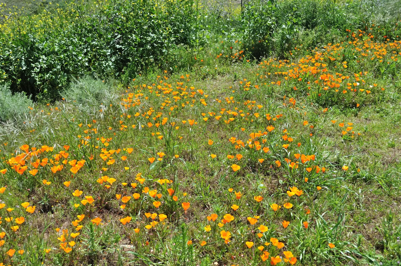 Mexican Gold Poppy (Eschscholzia Mexicana) — adding a splash of color in late winter to spring