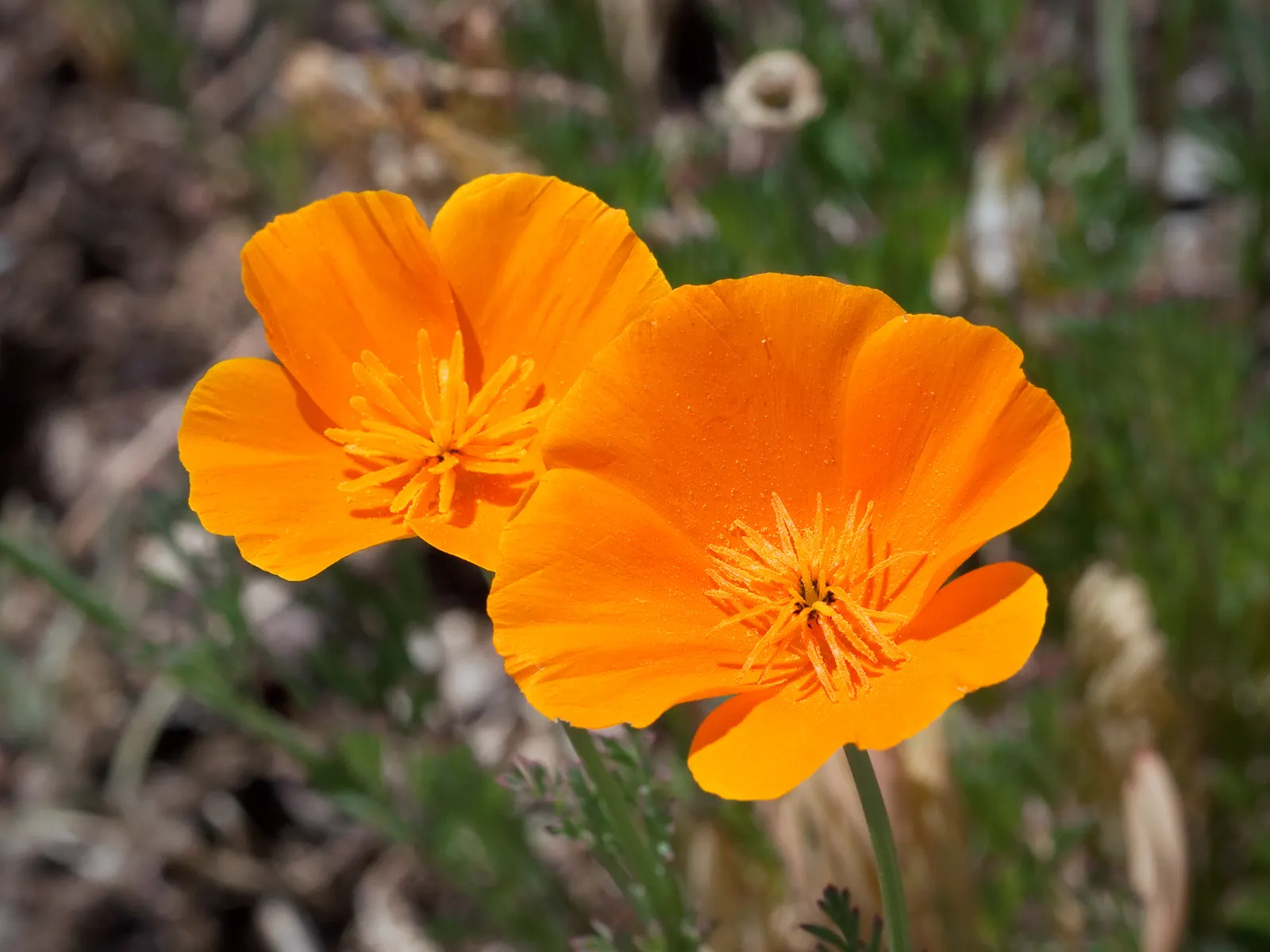 Mexican Gold Poppy (Eschscholzia Mexicana) — adding a splash of color in late winter to spring; contributing to the local ecosystem, image 116