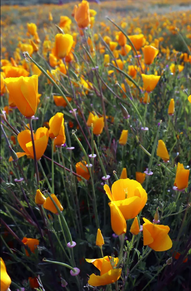 Mexican Gold Poppy (Eschscholzia Mexicana) — glaucous green stems that reach heights between 8 and 18 inches; adding a splash of color in late, image 153