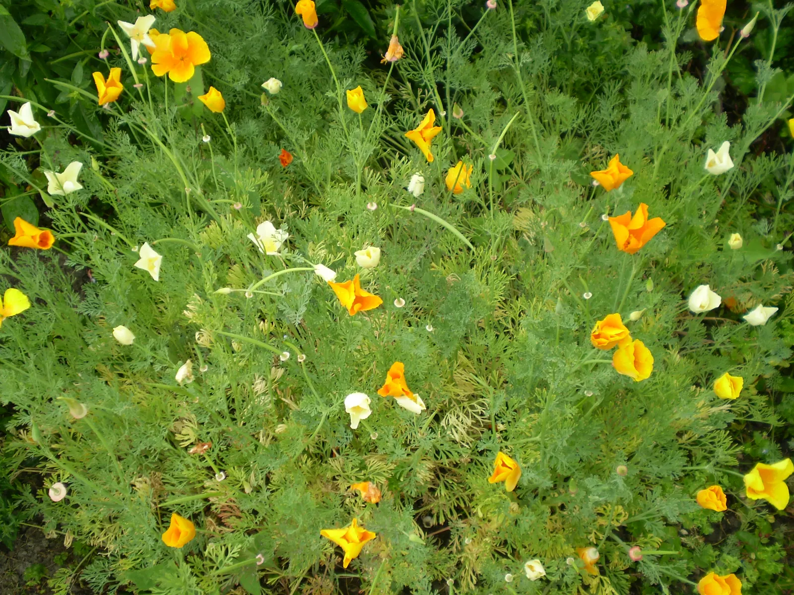 Mexican Gold Poppy (Eschscholzia Mexicana) — as they are remarkably tolerant of arid conditions; the flower's showy cups are approximately 2 inches, image 154
