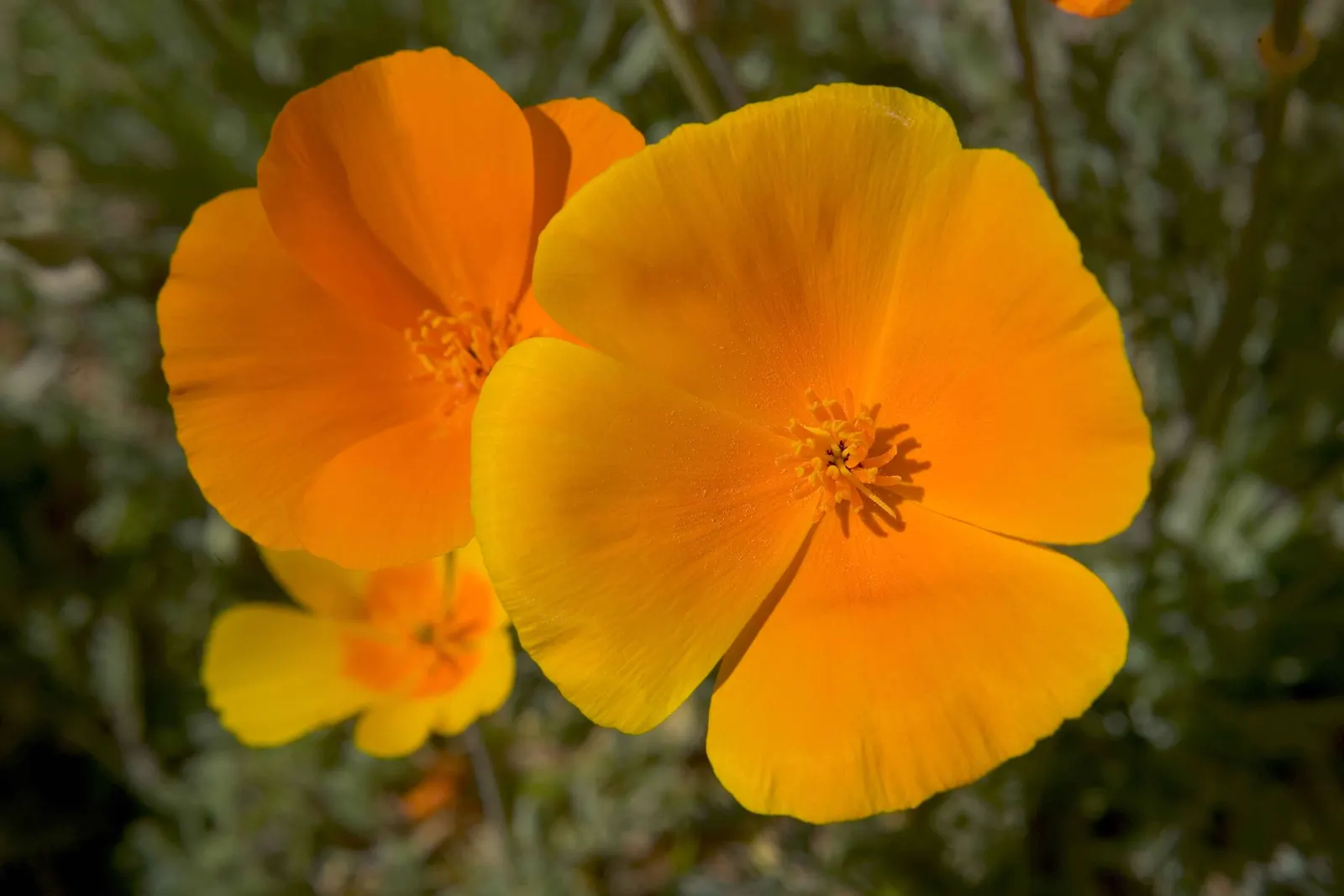Mexican Gold Poppy (Eschscholzia Mexicana) — annual with gold and orange and yellow blooms; presents a soft texture that complements the bold flowers
