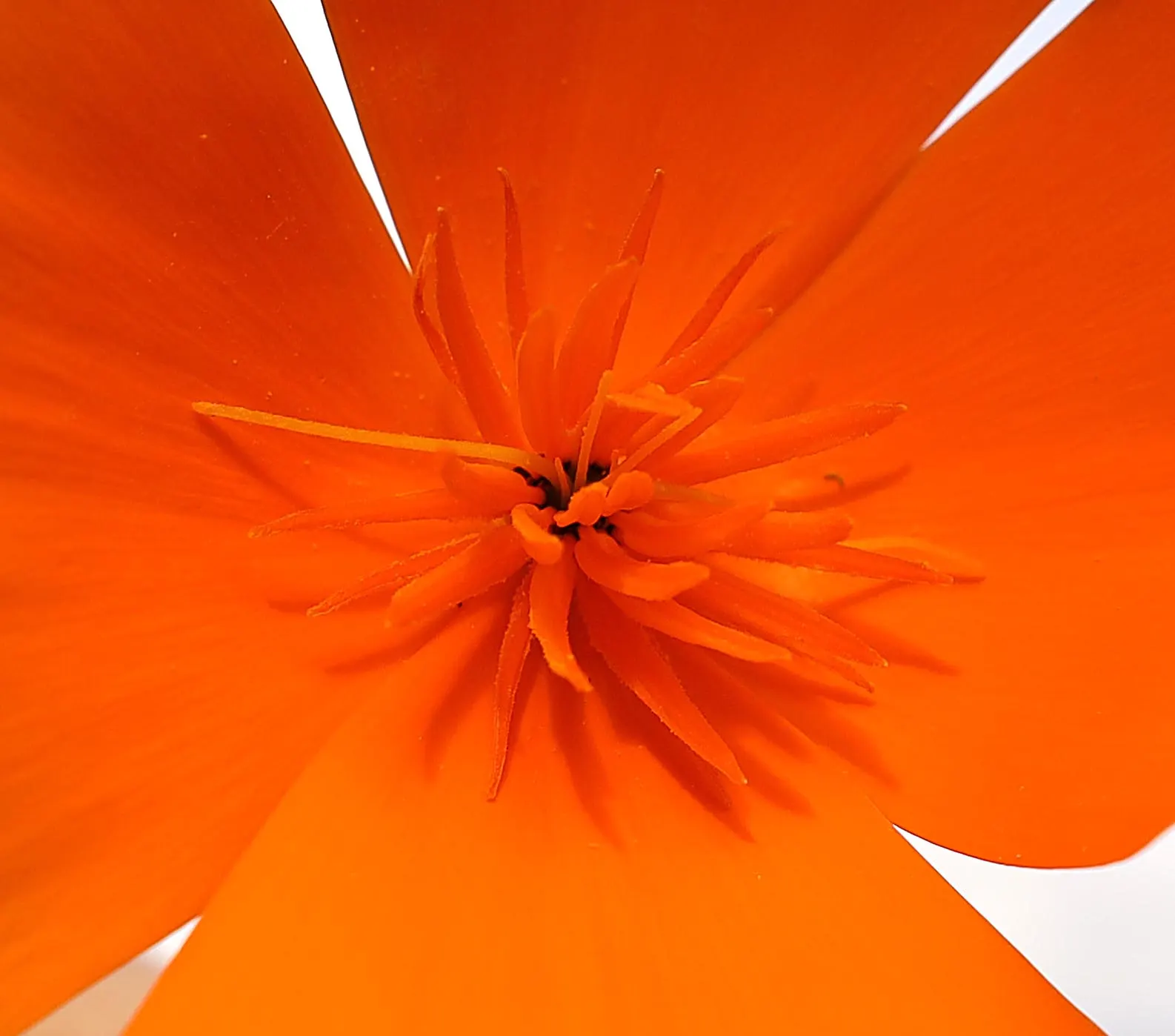 Mexican Gold Poppy (Eschscholzia Mexicana) — Ideal for rock gardens, borders, and as a groundcover; presents a soft texture that complements the, image 175