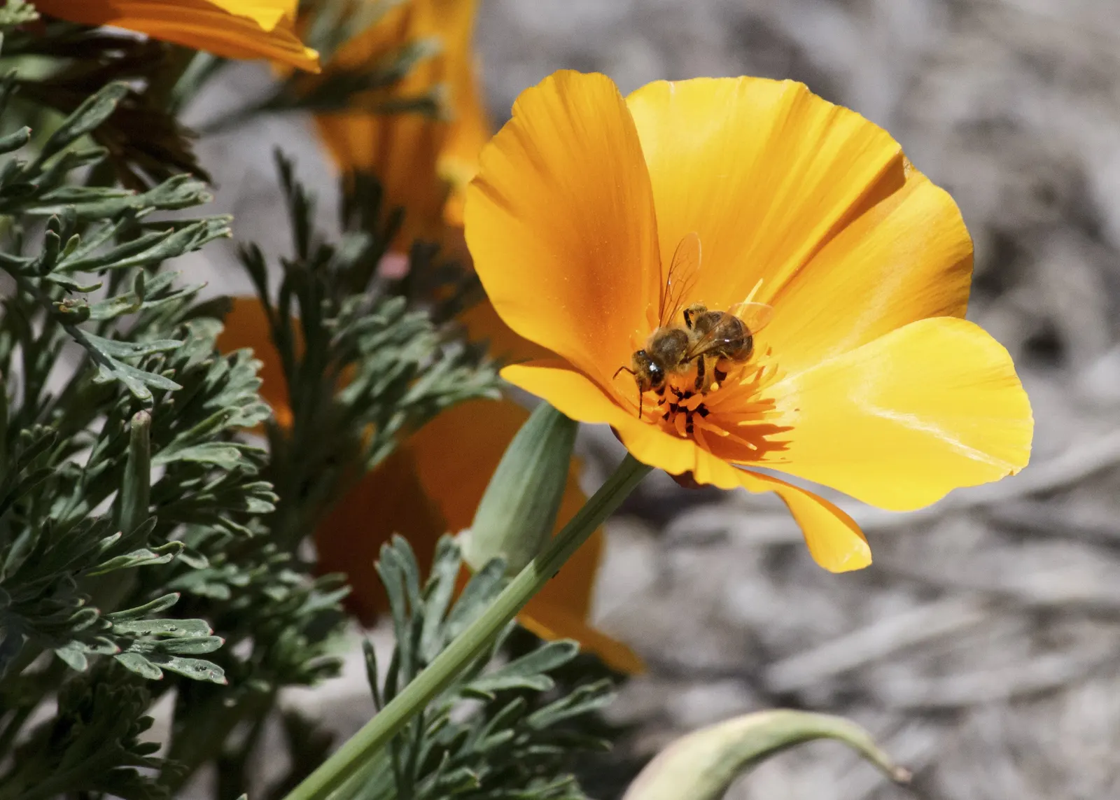 Mexican Gold Poppy (Eschscholzia Mexicana) — annual with gold and orange and yellow blooms; presents a soft texture that complements the bold, image 111