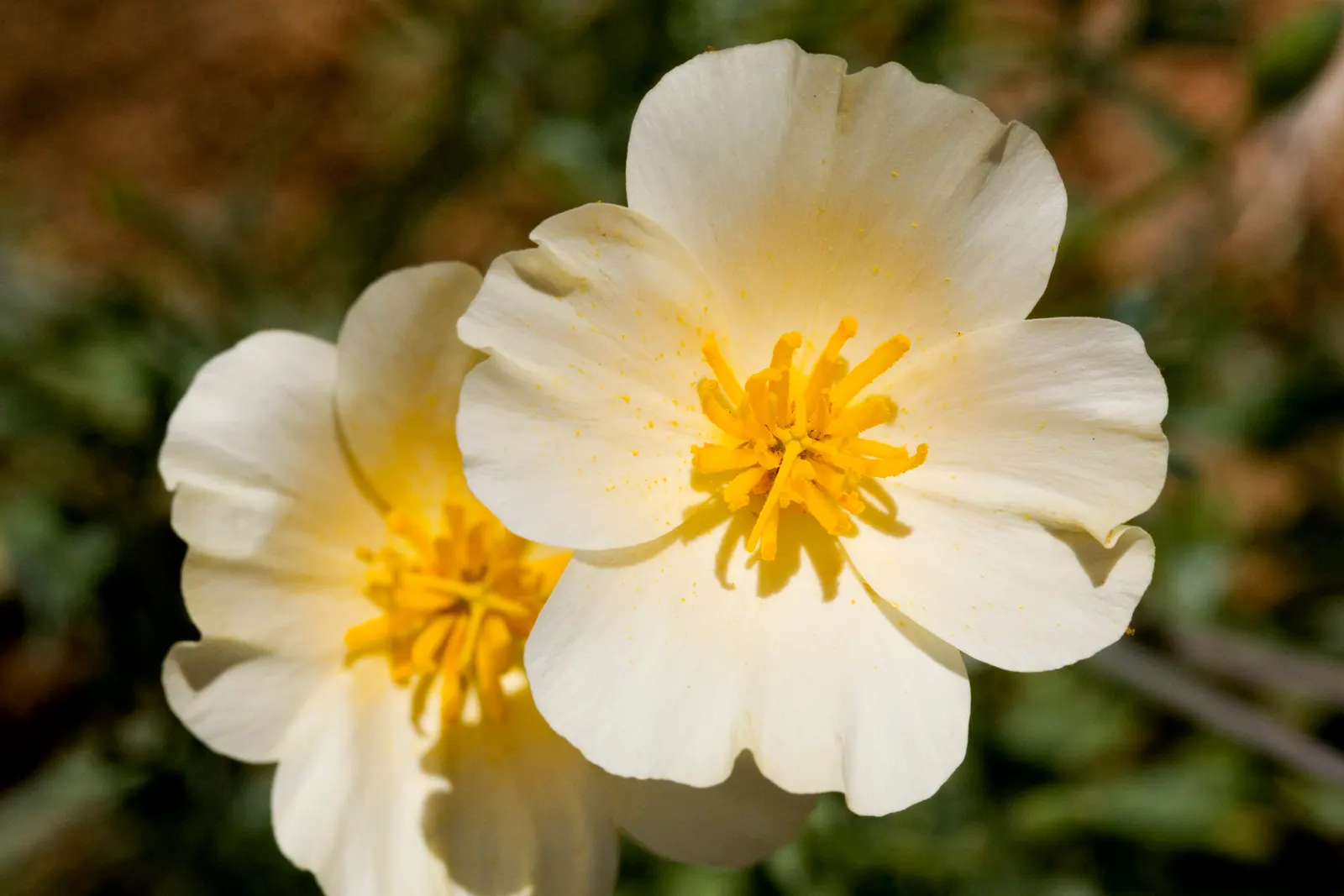 Mexican Gold Poppy (Eschscholzia Mexicana) — as they are remarkably tolerant of arid conditions; the flower's showy cups are approximately 2 inches, image 126